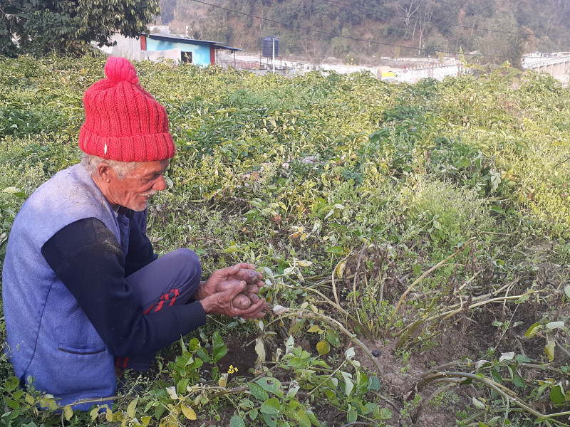 बुढेसकालमा कलाधारको पौरख : जोत्छन् ट्याक्टर, सरकारलाई पठाउँछन् आलु र धान
